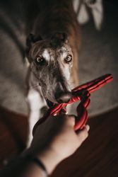 Dog playing with toy and owner