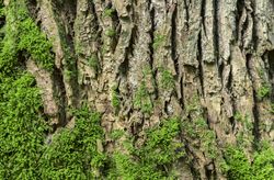 Oak tree bark background