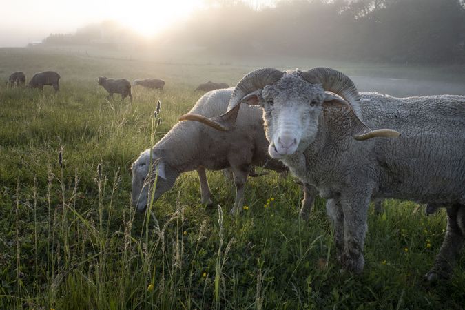 Sheep grazing in a field at sunrise