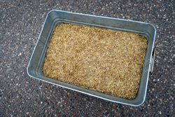 A container filled with harvested wild rice in Aitkin County, Minnesota