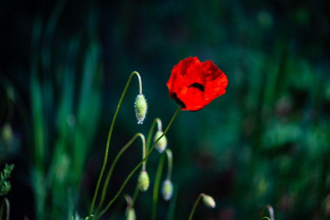 Red poppies flowers