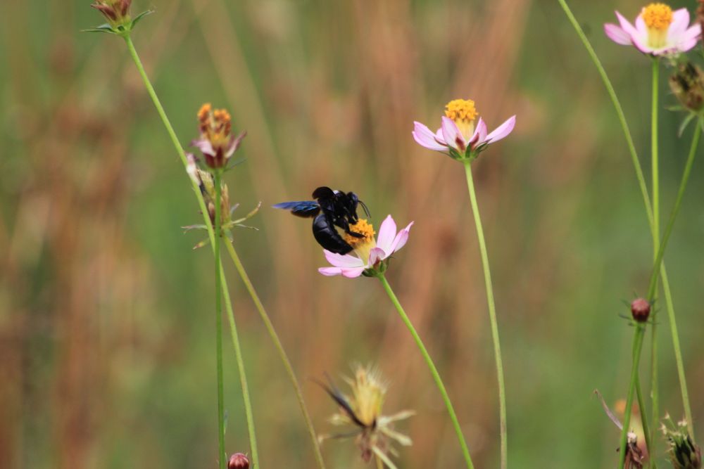 Beetle With Flower