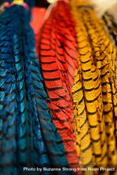 Brightly colored long feathers at Day of the Dead event 41Yal4