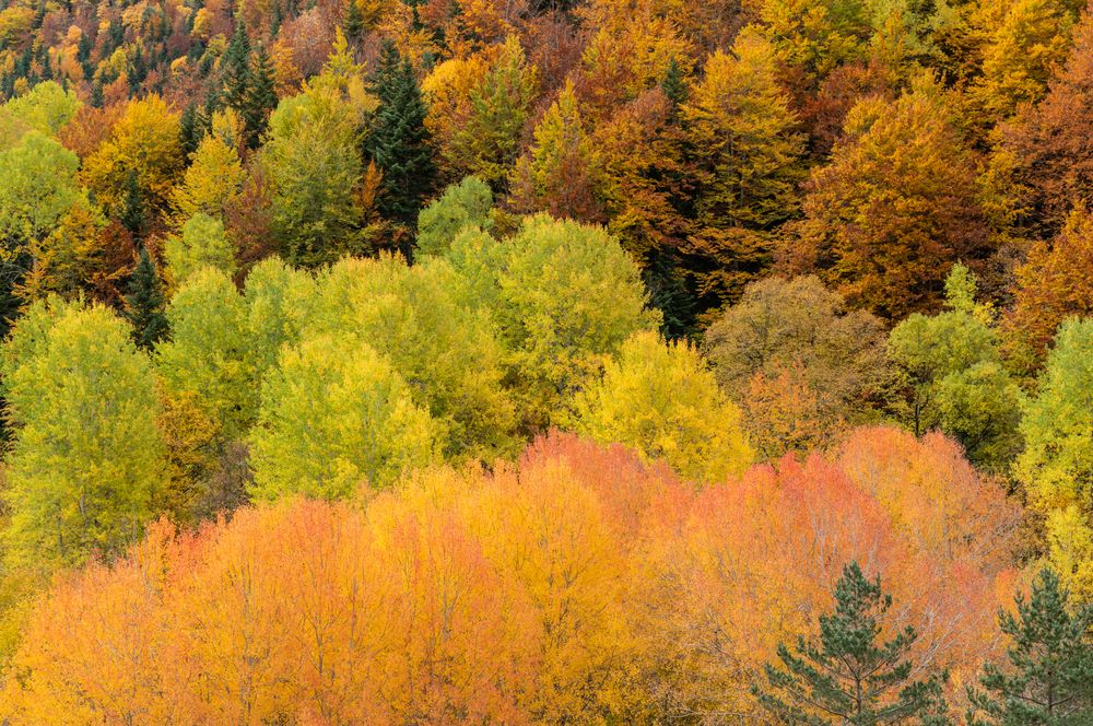 Autumn forest hues