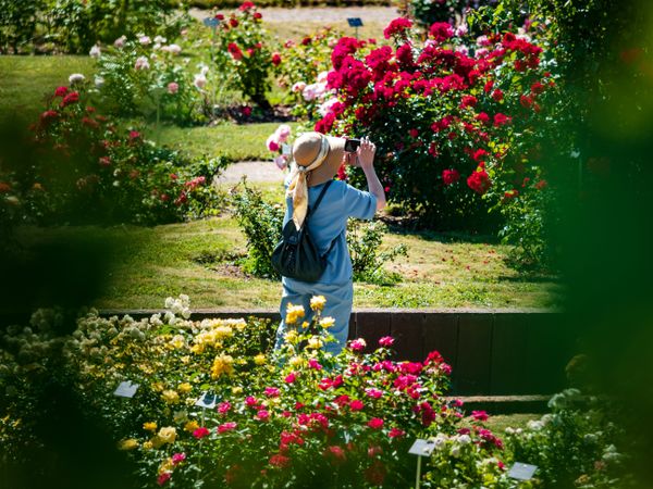 Rose garden in Saverne. Museum of Flowers.