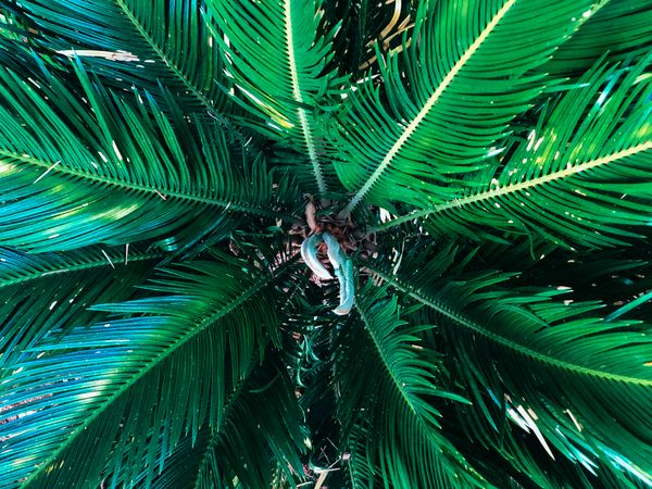 Birdseye view of a palm bush filling frame