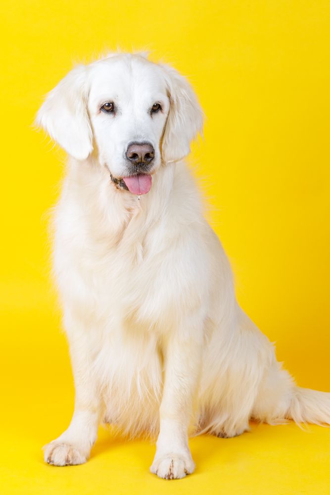 friendly dog with tongue hanging out