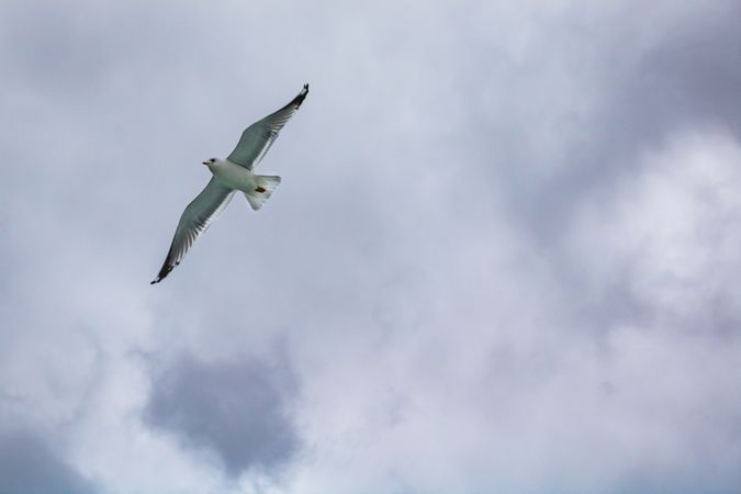 Gull flying under cloudy sky