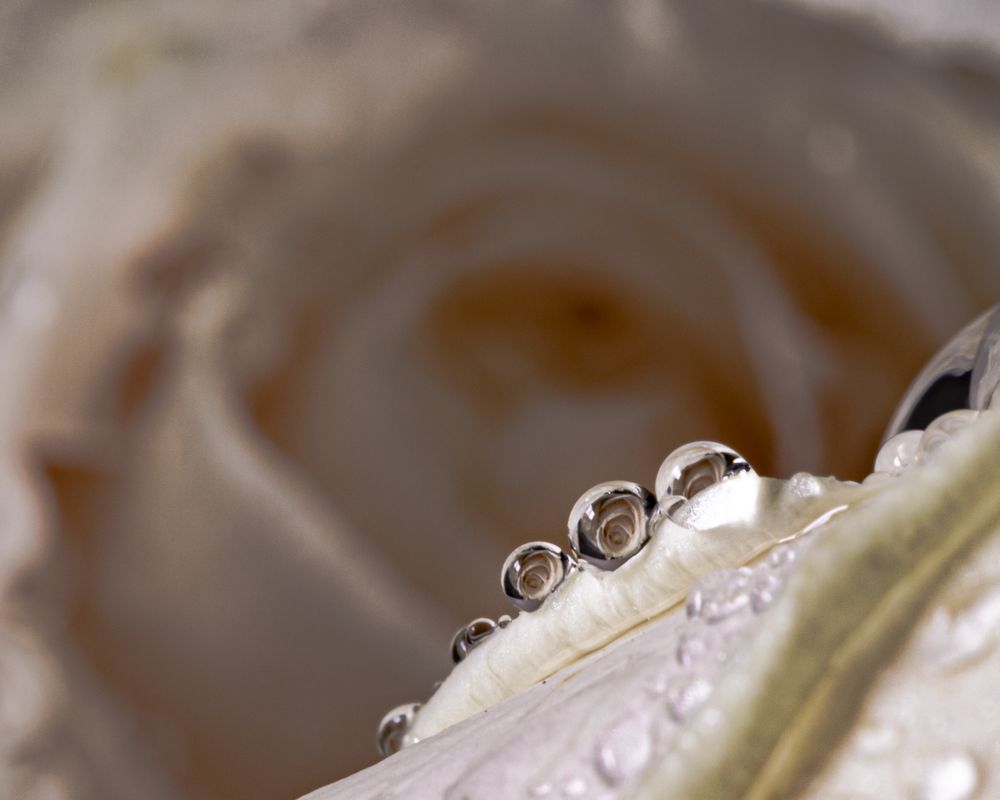 Close up of light rose petals with droplets