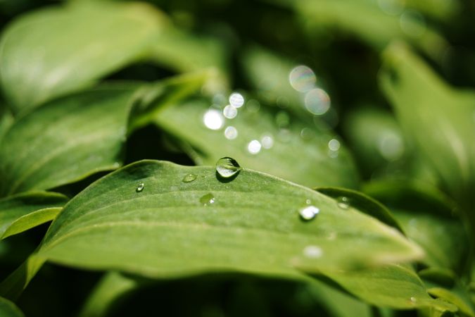 Water drops on green leaves
