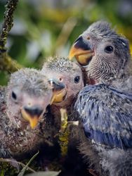 Cute lovebird mother with lovely hatchlings on tree