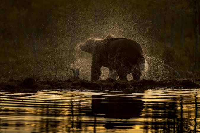 Bear standing front of calm water at daytime