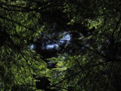 Capilano Suspension Bridge Trees