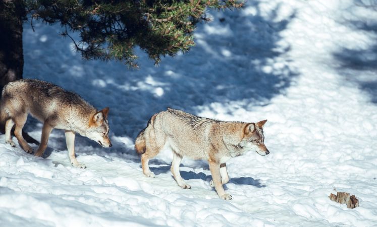 Wolf on hill near stones and snow