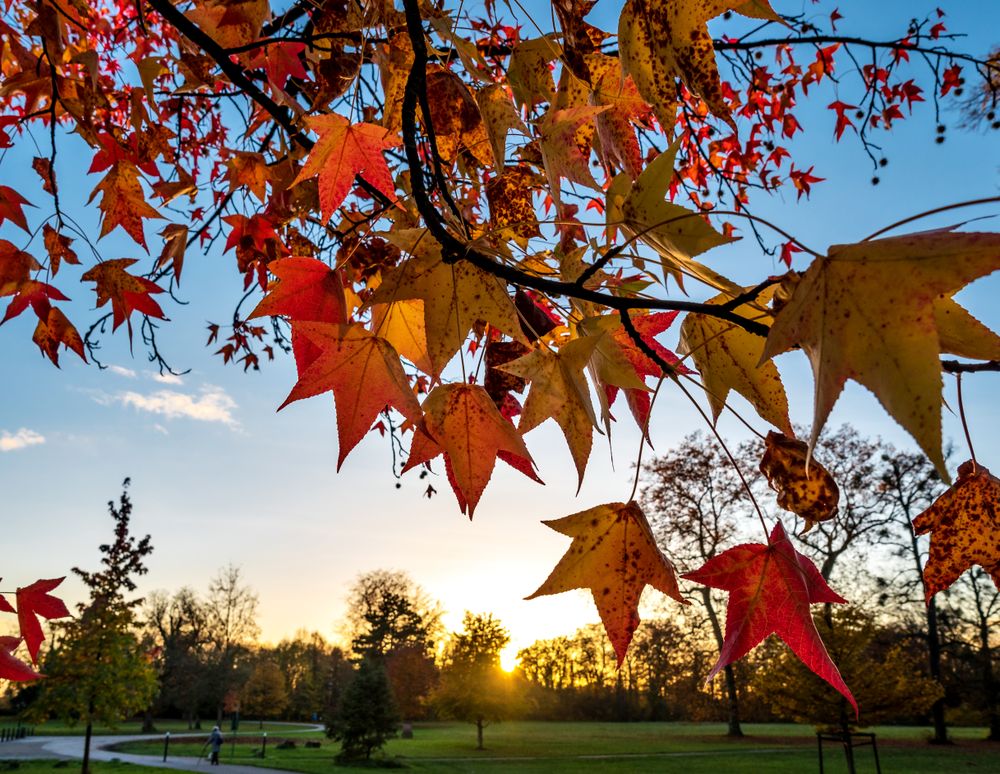 Pointed multicolored autumn maple and sycamore leaves. Close-up.