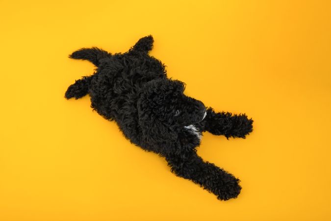 Cute poodle dog relaxing in yellow room