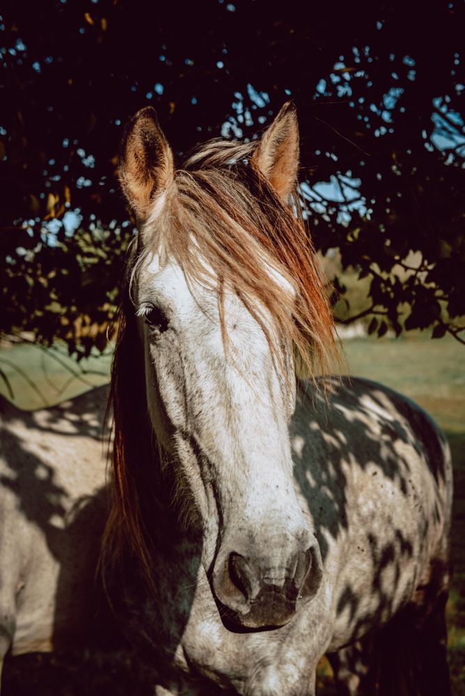 Horses pasturing on meadow