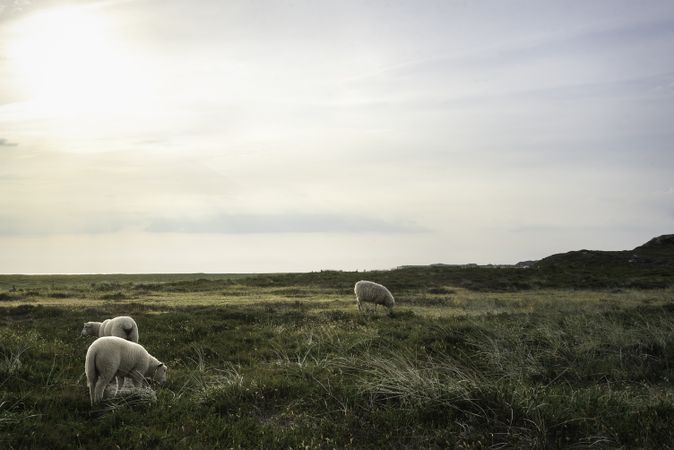 Friesian sheep wondering in a meadow on Sylt island