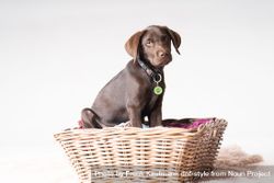 Labrador in basket in studio shoot 5wX7em