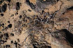 Dry soil with dead bare plant