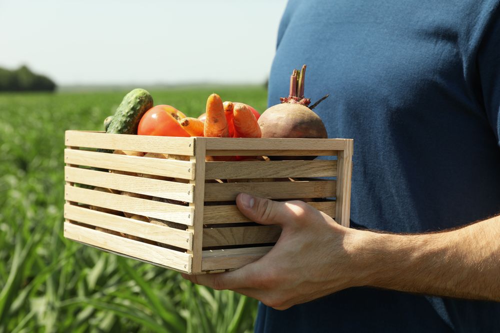 Man with wooden box of vegetables in corn field. Farming