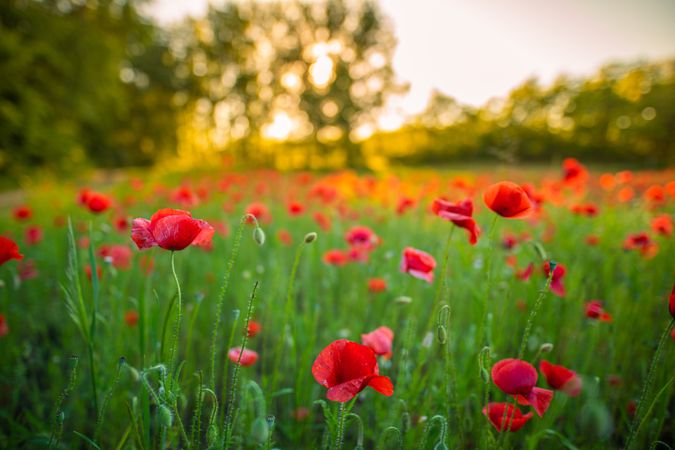 Group of red flowers growing outside