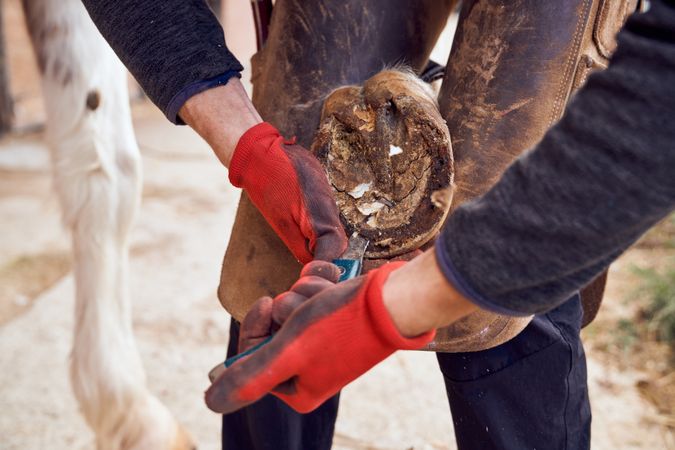 Blacksmith changing horseshoe to the leg of a horse using bald lime hammer pliers