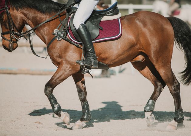 Crop jockey riding horse in sunlight