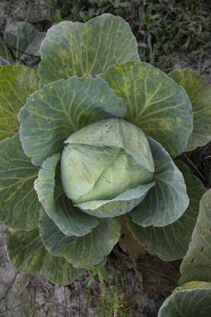 Top view of green Cabbage in the vegetable garden. Selective Focus