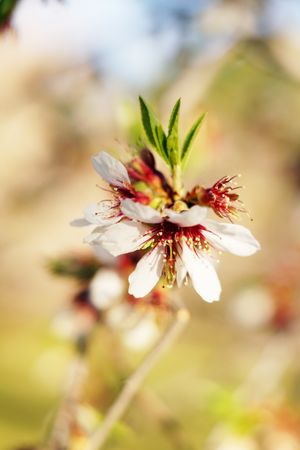 Almond Tree branch with flowers in garden and blue sky