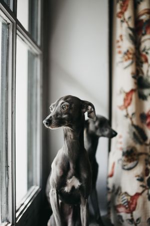 Cute dogs looking through window