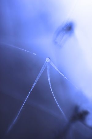 Tender dry leaves in blue light effect