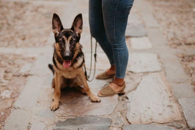 Adorable german shepherd with owner on street