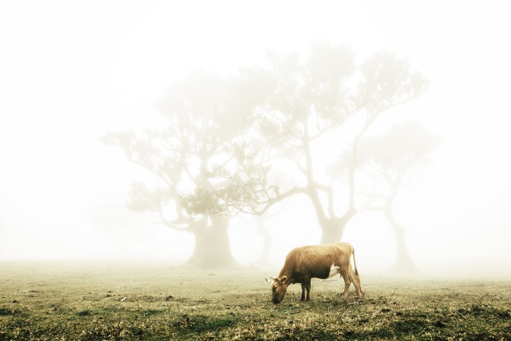 A madeira tree with a cow in the foreground