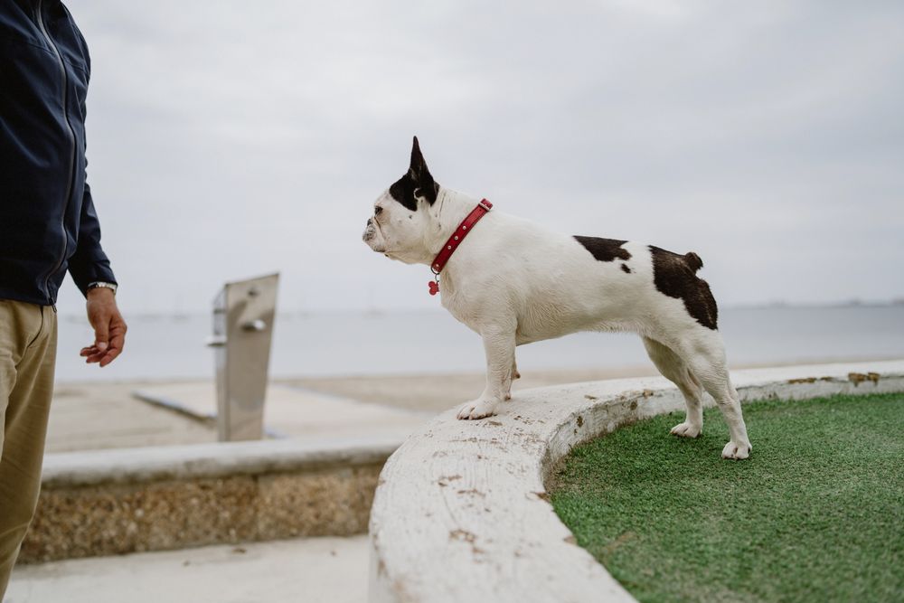 Small dog standing on rocks near sea