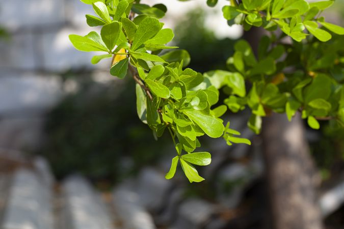 Green Leaves Branch