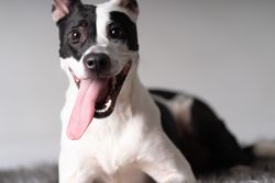 Cute American stafford on rug in studio shoot