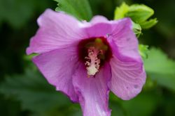 Close up of beautiful pink flowers