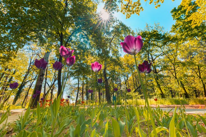 Pink tulips growing wild in a forest, and sunflare