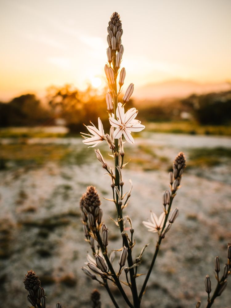 Beautiful flower in picturesque landscape at sunset
