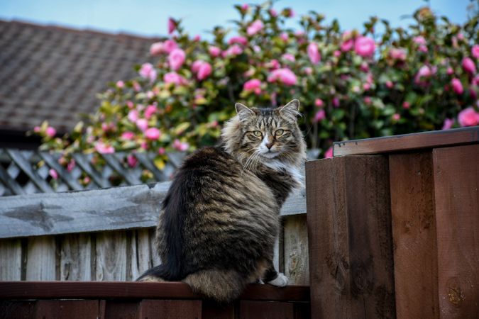 Brown tabby cat sitting on brown fence