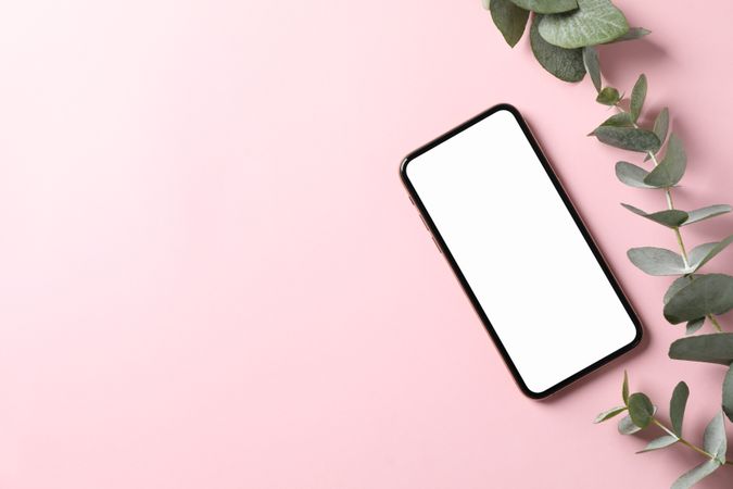 Phone with empty screen and plant on pink background, top view