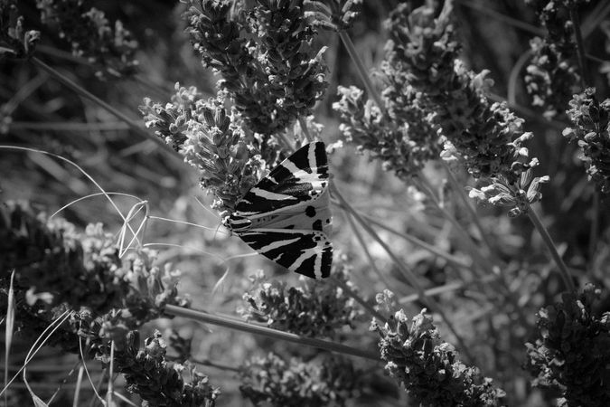 Close up of butterfly in lavender field