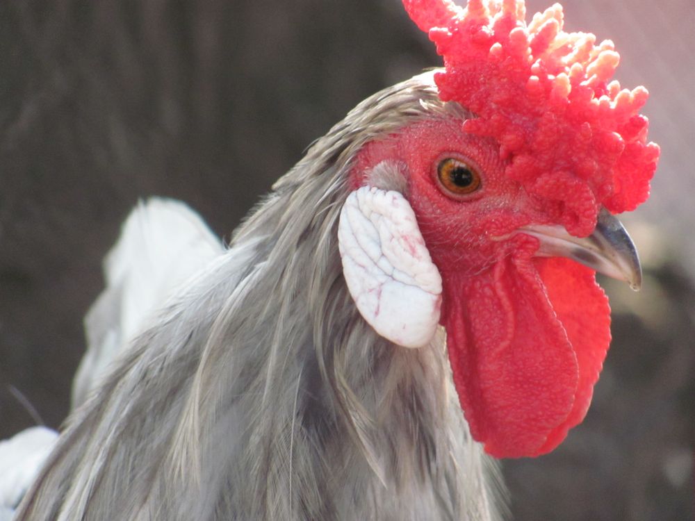 Rooster Close Up