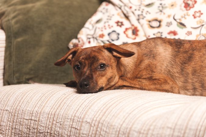 dog lying quietly on the couch