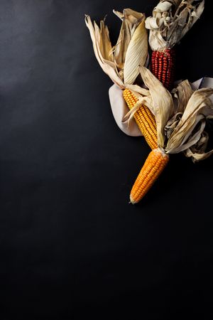 Ripe raw corn cobs with dry husks