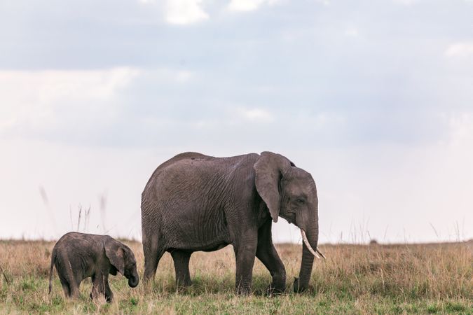 Elephant and offspring walking on green grass field