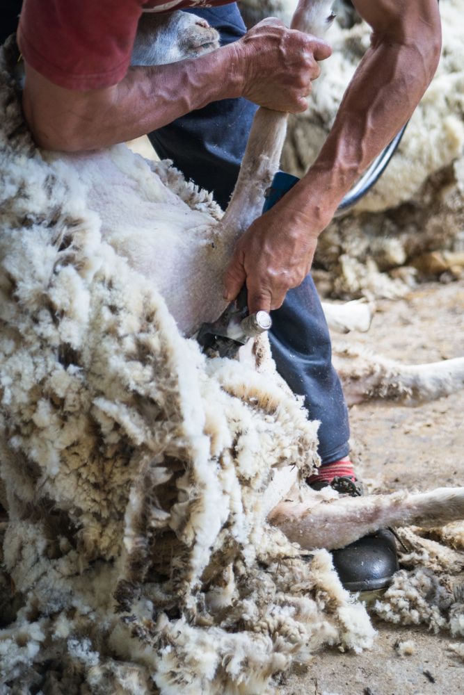 Crop man shearing sheep in barn
