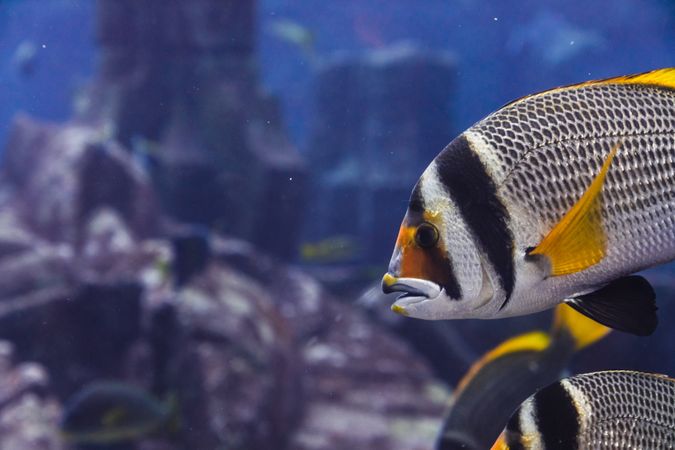 Exotic fish in aquarium