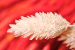 Closeup white flower in red background